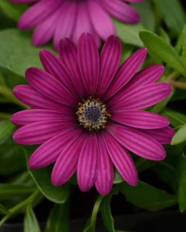 Osteospermum ecklonis 'Daisy Falls Purple'