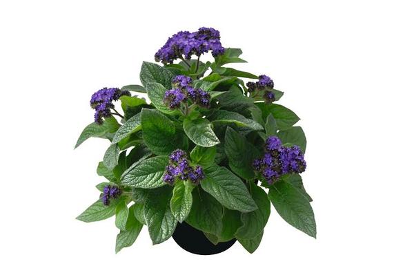 Heliotrope arborescens 'Midnight Sky'