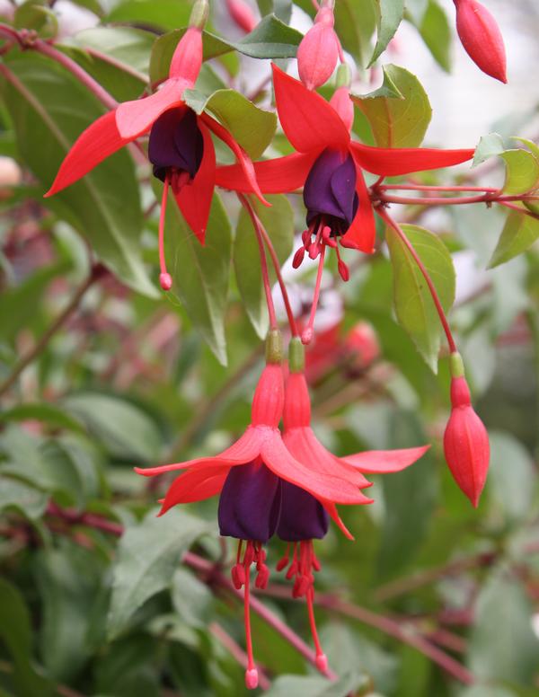 Fuchsia cultivars 'Angel Earrings Cascading'