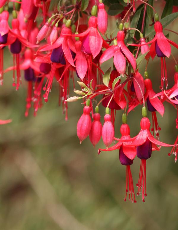 Fuchsia cultivars 'Angel Earrings Dainty'