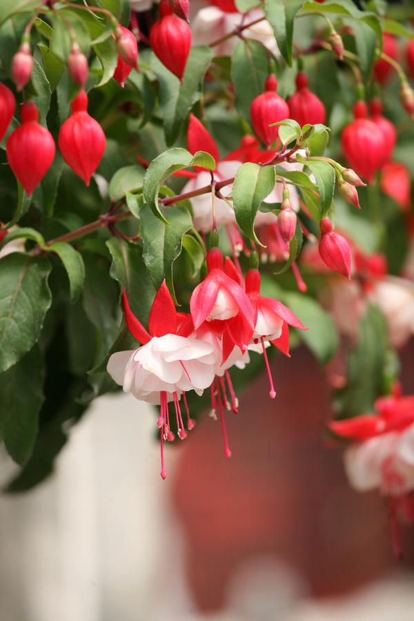 Fuchsia cultivars 'Angel Earrings Double Red'