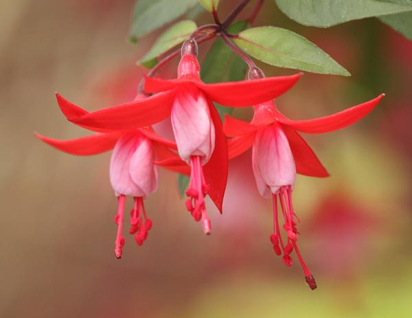 Fuchsia cultivars 'Angel Earrings Snow Fire'