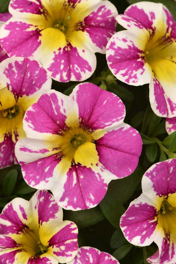 Calibrachoa hybrida 'Candy Shop Sweet Dreams'