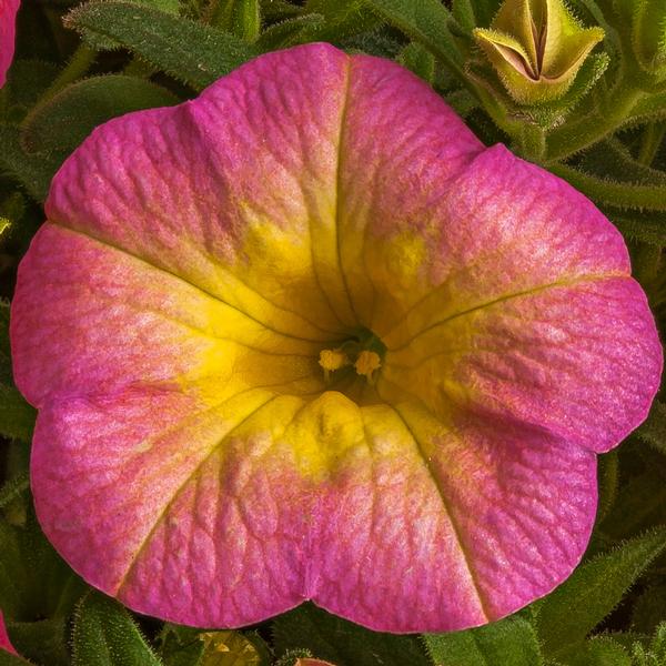 Calibrachoa hybrida 'Callie Pink Morn'