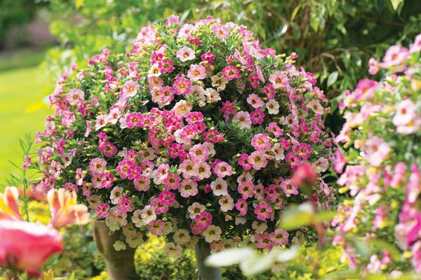 Calibrachoa hybrida 'Chameleon Pink Passion'
