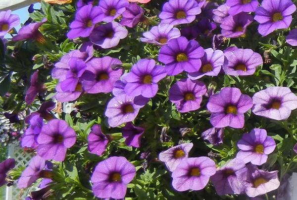 Calibrachoa hybrida 'Million Bells Blue'
