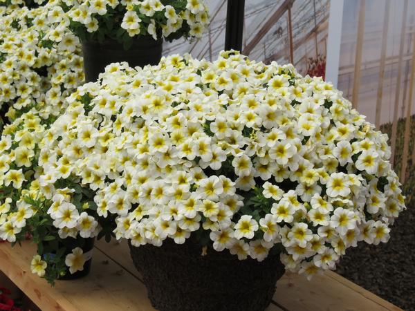 Calibrachoa hybrida 'Million Bells Butter Pop'