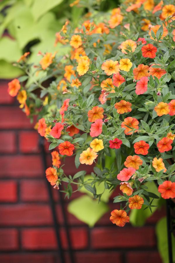 Calibrachoa hybrida 'Million Bells Crackling Fire'
