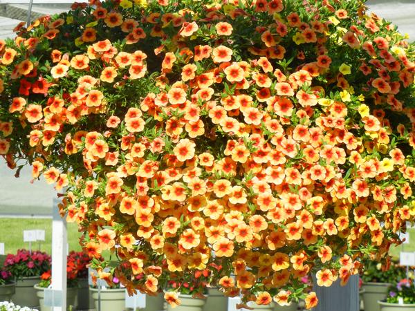 Calibrachoa hybrida 'Million Bells Tera Cotta'