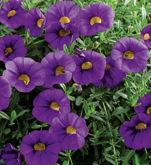 Calibrachoa hybrida 'Million Bells Trailing Blue'