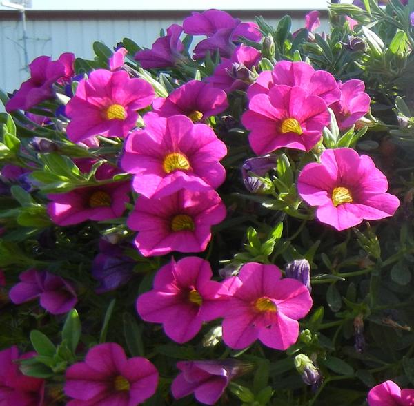 Calibrachoa hybrida 'Million Bells Trailing Pink'