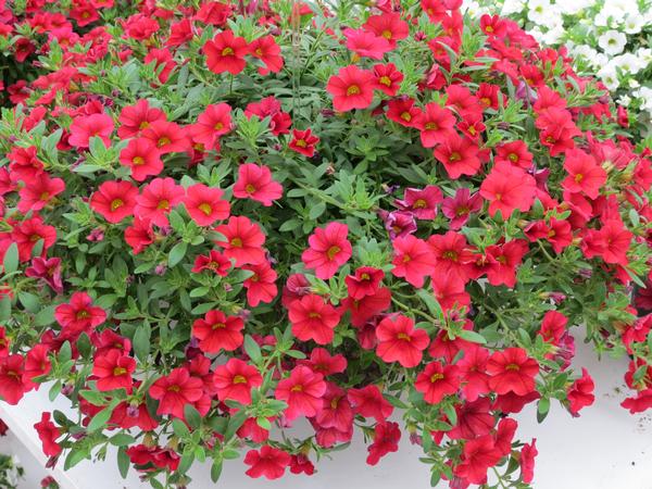 Calibrachoa hybrida 'Million Bells Trailing Red'
