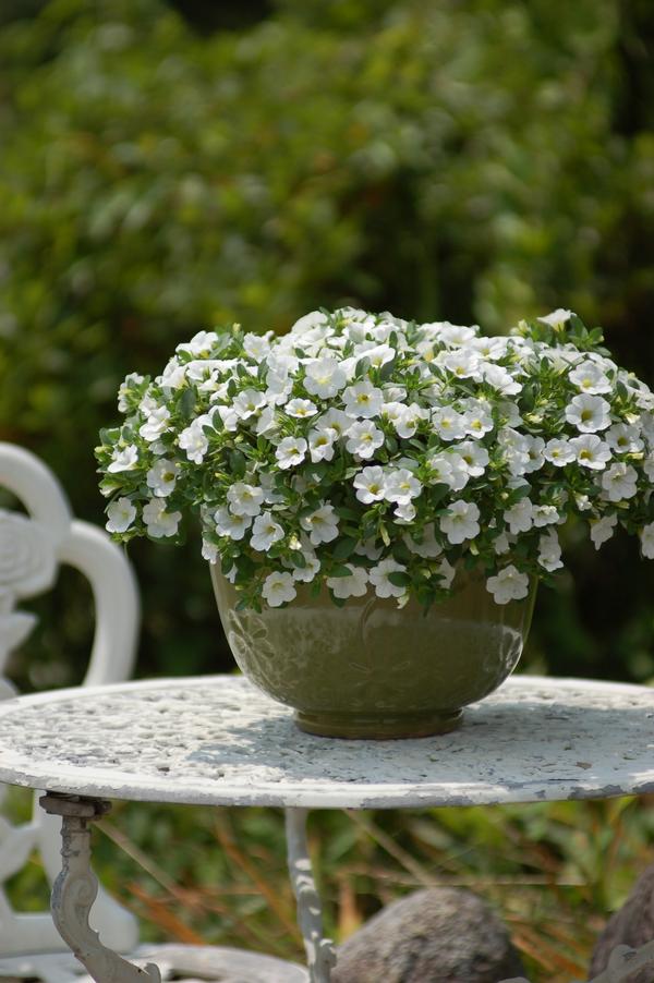 Calibrachoa hybrida 'Million Bells Trailing White'