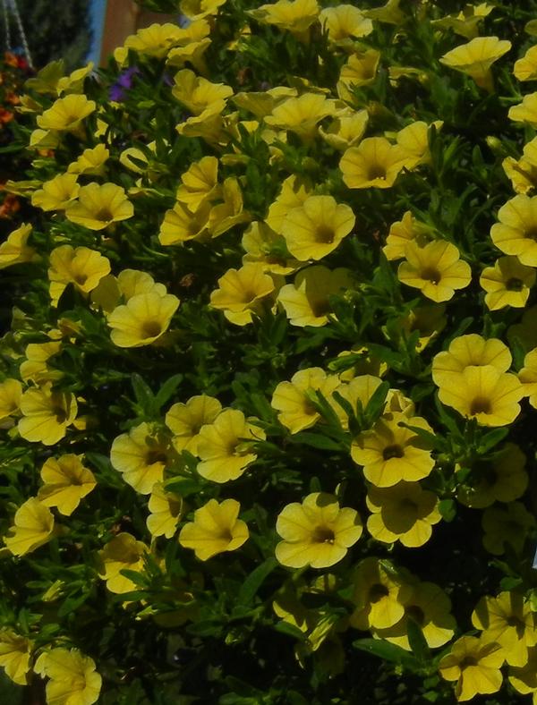 Calibrachoa hybrida 'Million Bells Trailing Yellow'