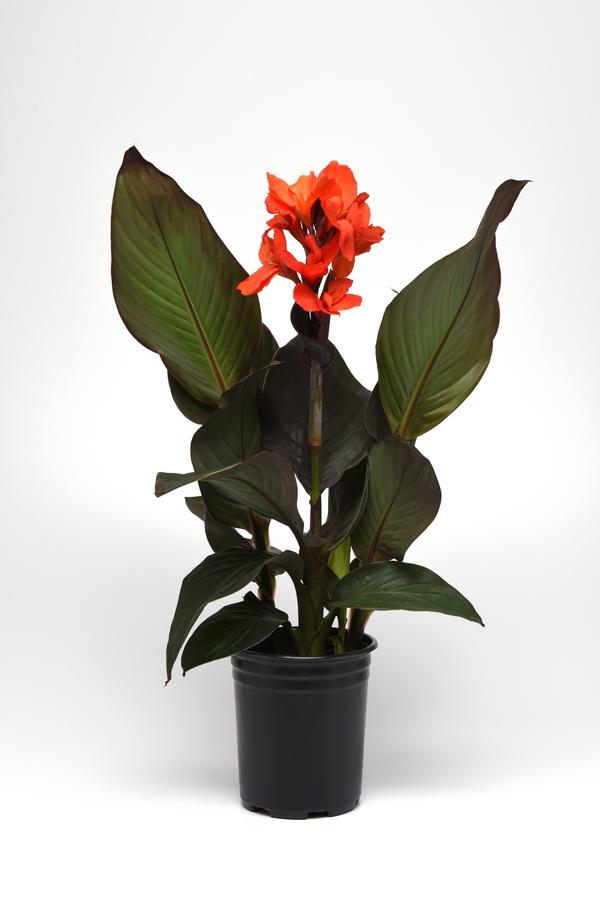 Canna generalis 'Cannova Bronze Orange'
