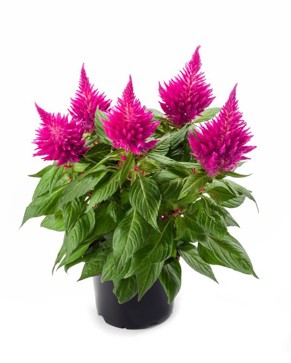 Celosia plumosa 'Kelos Fire Pink'