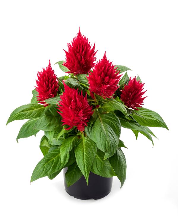 Celosia plumosa 'Kelos Fire Red'