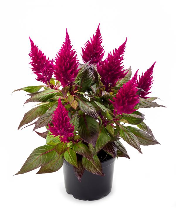 Celosia plumosa 'Kelos Fire Scarlet Imp'