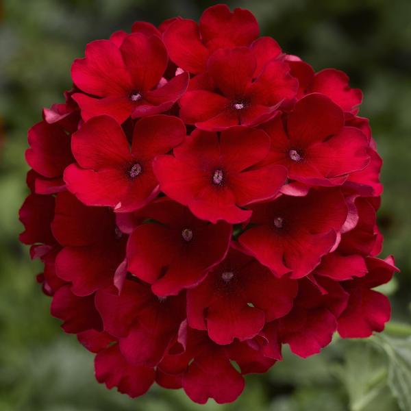 Verbena hybrida 'Lanai Compact Red'