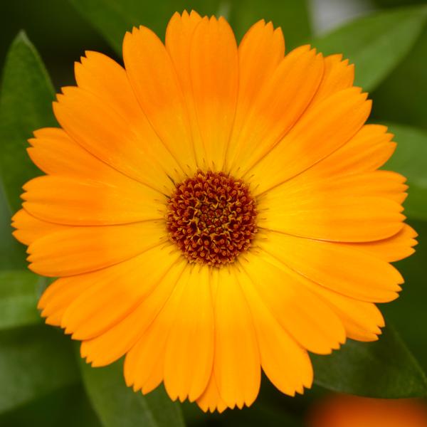 Calendula hybrida 'Caleo Orange'