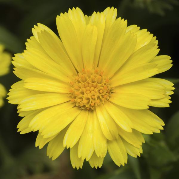 Calendula hybrida 'Caleo Yellow'