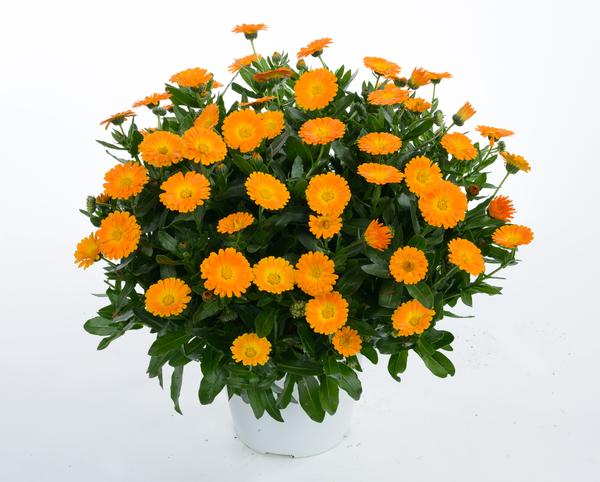 Calendula hybrida 'Cheers Orange'