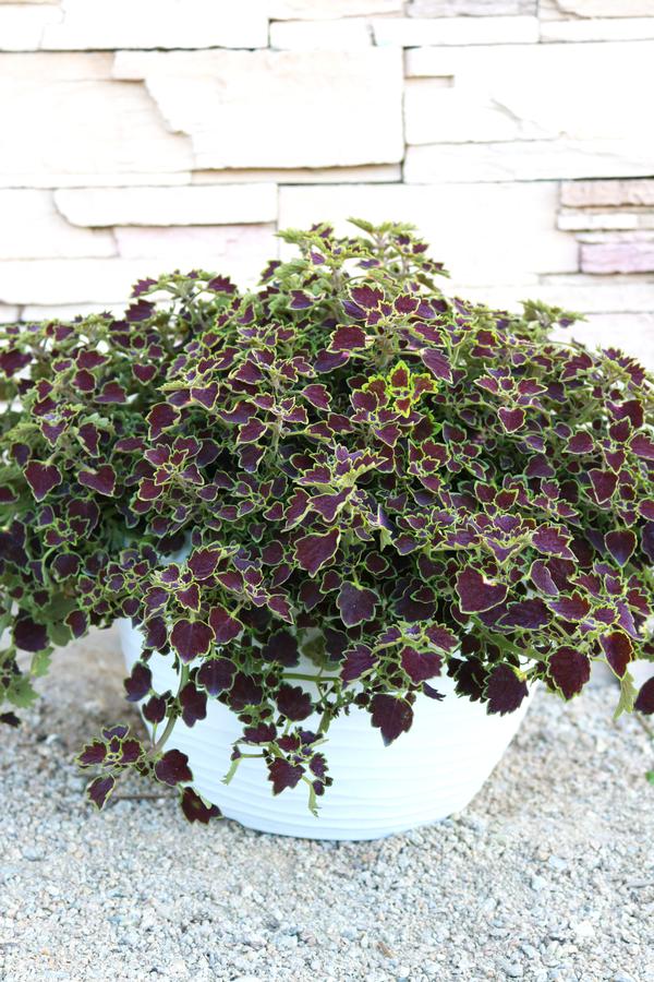 Coleus scutellarioides 'Great Falls Niagara'