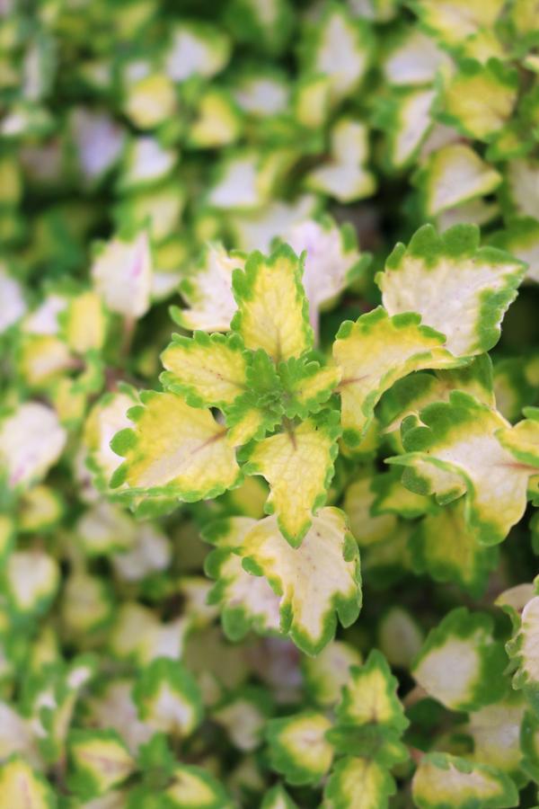 Coleus scutellarioides 'Great Falls Yosemite'