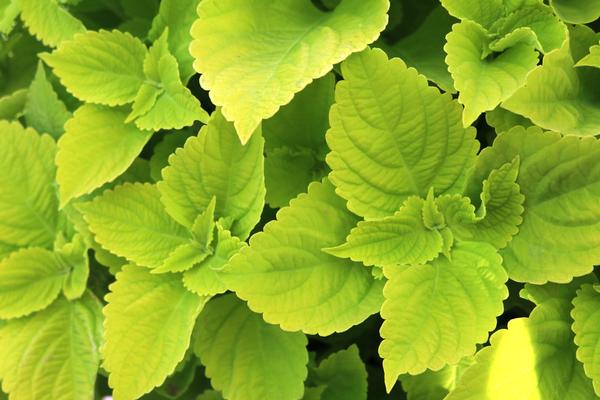 Coleus scutellarioides 'Main Street Chartres Street'