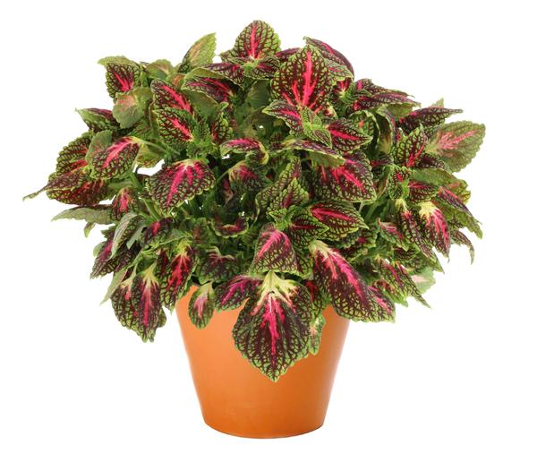 Coleus scutellarioides 'Main Street La Rambla'