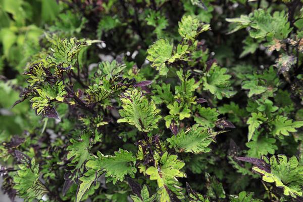 Coleus scutellarioides 'Main Street Rodeo Drive'