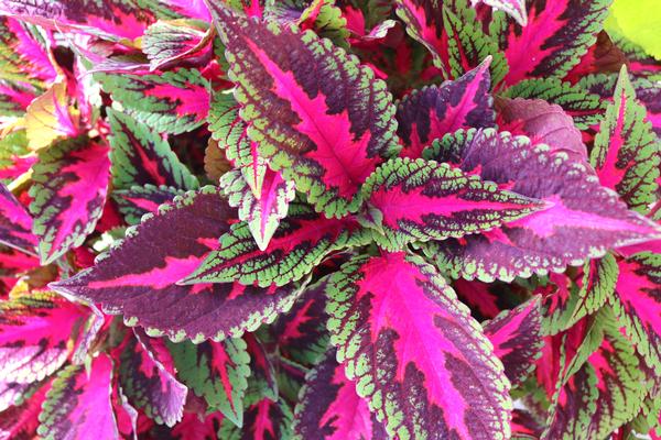 Coleus scutellarioides 'Main Street Ruby Road'