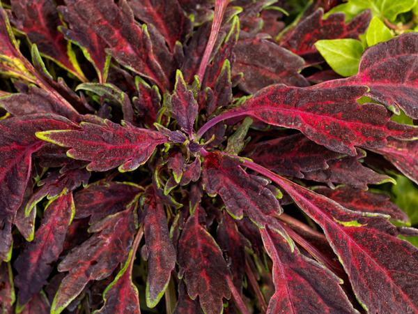 Coleus scutellarioides 'Party Time Burgundy Lancer'