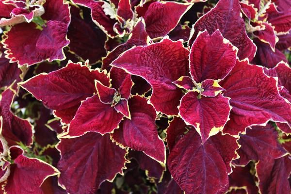 Coleus scutellarioides 'Stained Glassworks Crown Jewel'