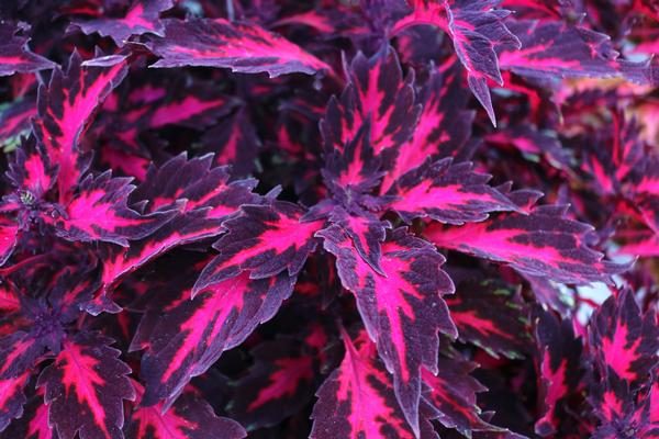 Coleus scutellarioides 'Down Town Royalty'