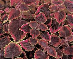 Coleus scutellarioides 'Stained Glassworks Trailing Plum'