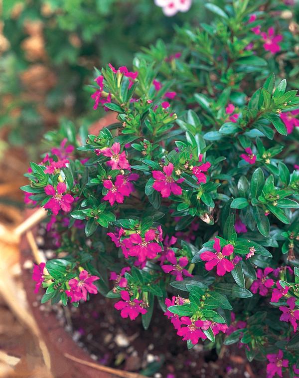 Cuphea hyssopifolia 'Allyson'