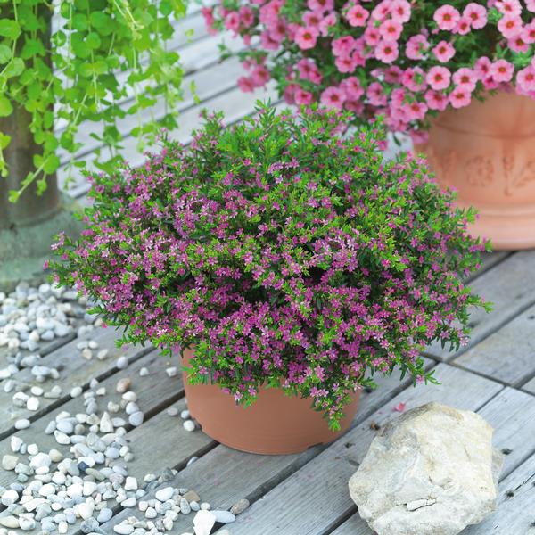Cuphea hyssopifolia 'Pink'