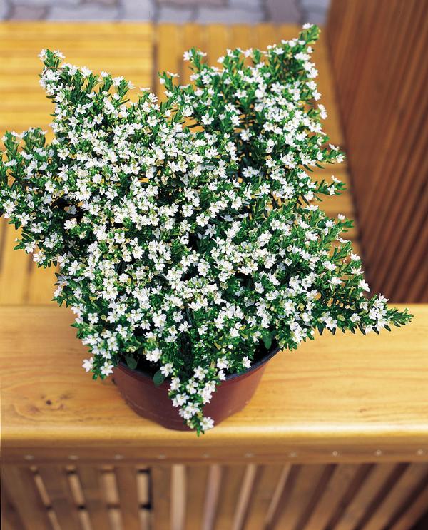 Cuphea hyssopifolia 'White'