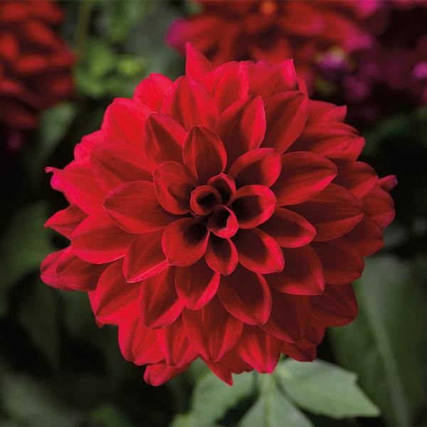 Dahlia hybrida 'Grandalia Magenta Imp'