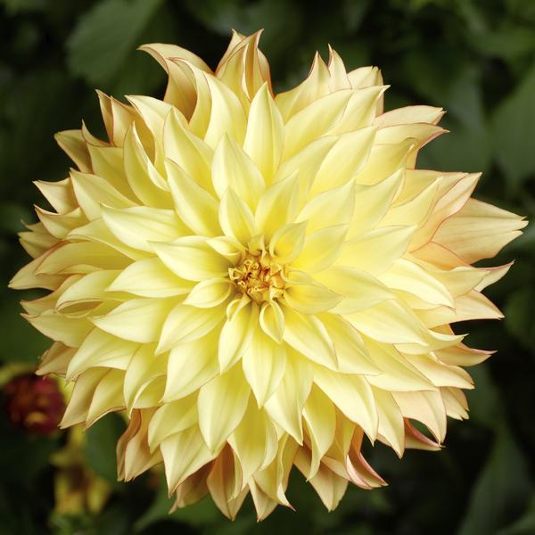 Dahlia hybrida 'Grandalia Sunny Flame'
