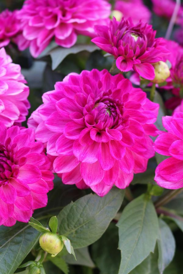 Dahlia hybrida 'Hypnotica Pink Bicolor'