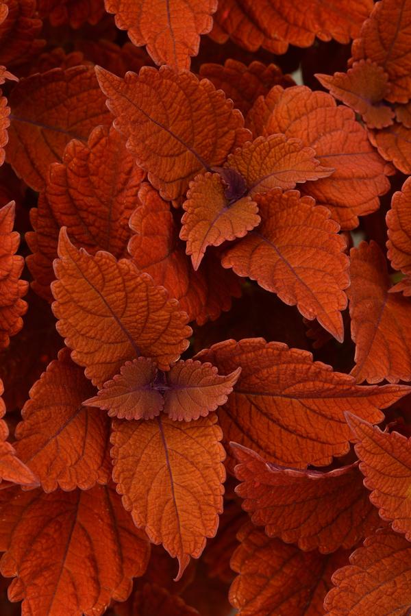 Coleus scutellarioides 'Inferno'