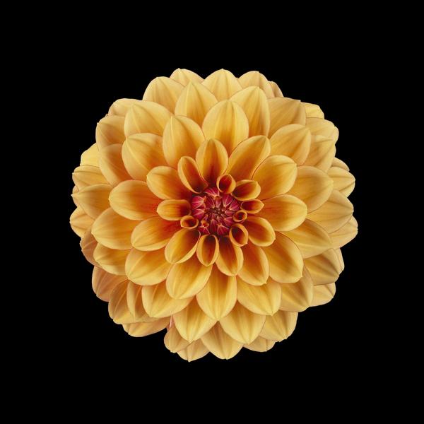 Dahlia hybrida Hypnotica Rose Bi-Color | Lucas Greenhouses