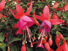 Fuchsia hybrid 'Standup Red/Rose'