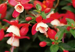 Fuchsia hybrid 'Standup Red/White'