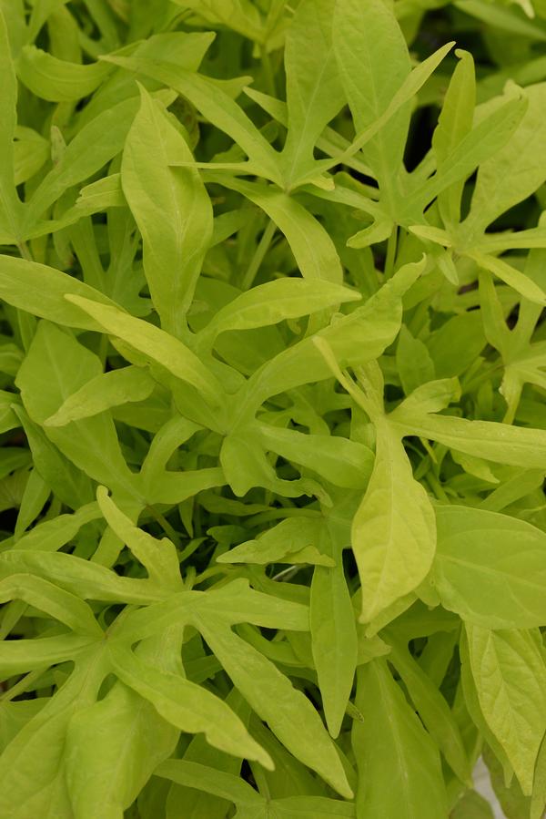 Ipomoea batatas 'Spotlight Lime'