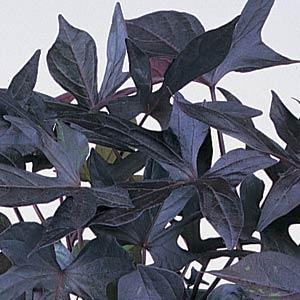 Ipomoea batatas 'Blackie'
