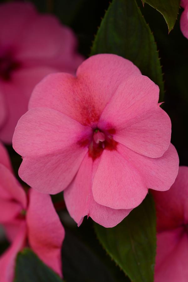 Impatiens interspecific 'Big Bounce Pink'