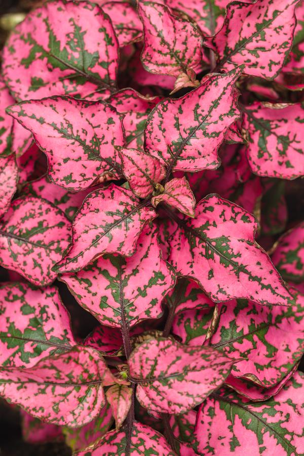 Hypoestes phyllostachya 'Hippo Rose'
